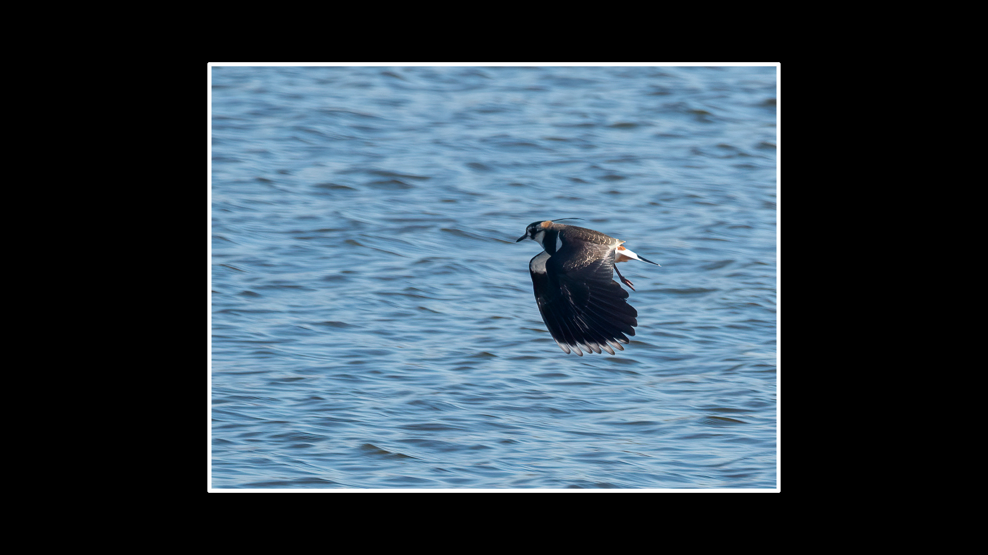Lapwing