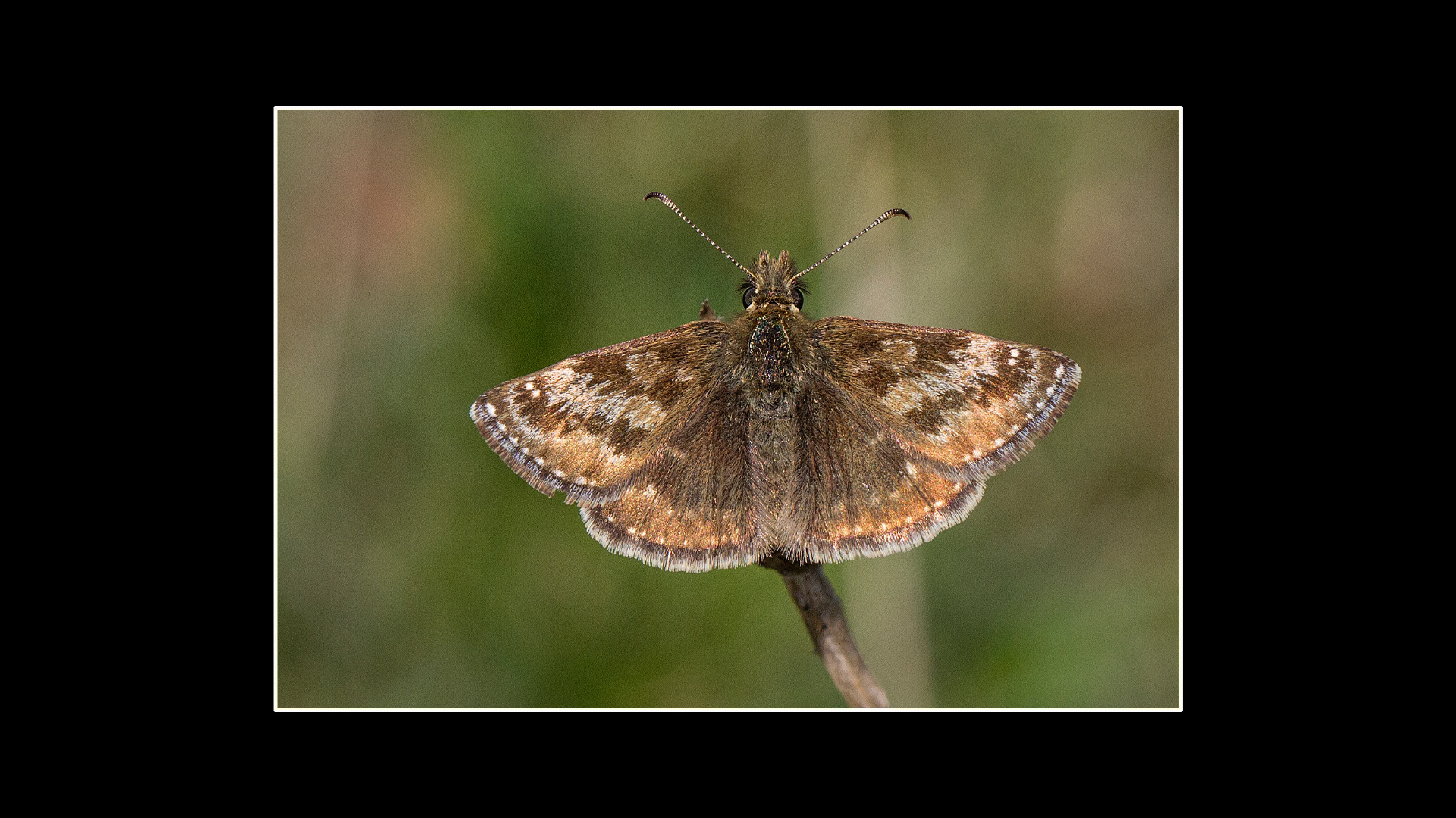 Dingy Skipper