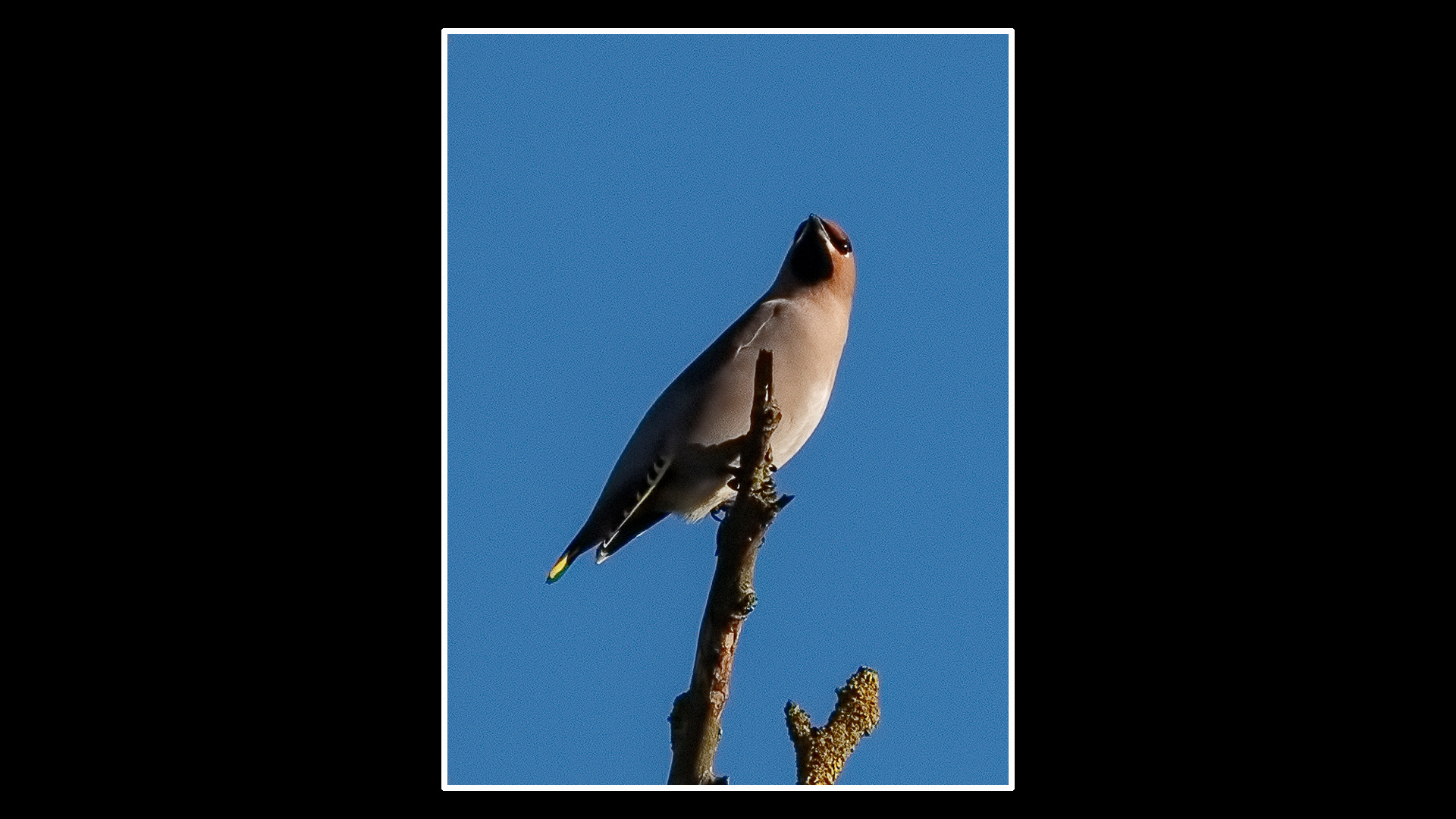 Waxwing