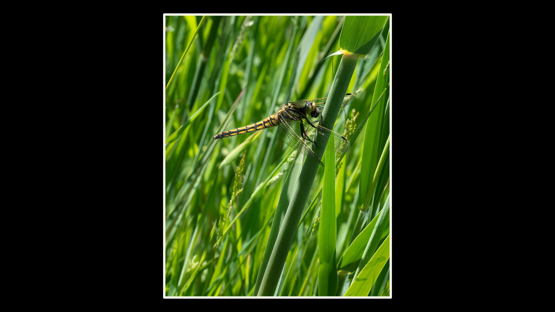 Black-tailed Skimmer (F)