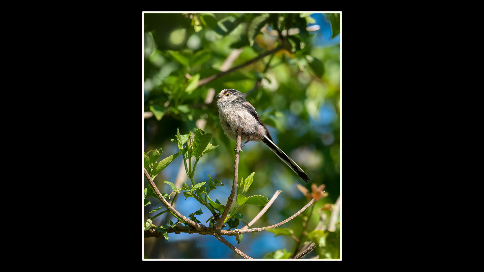 Long-tailed Tit
