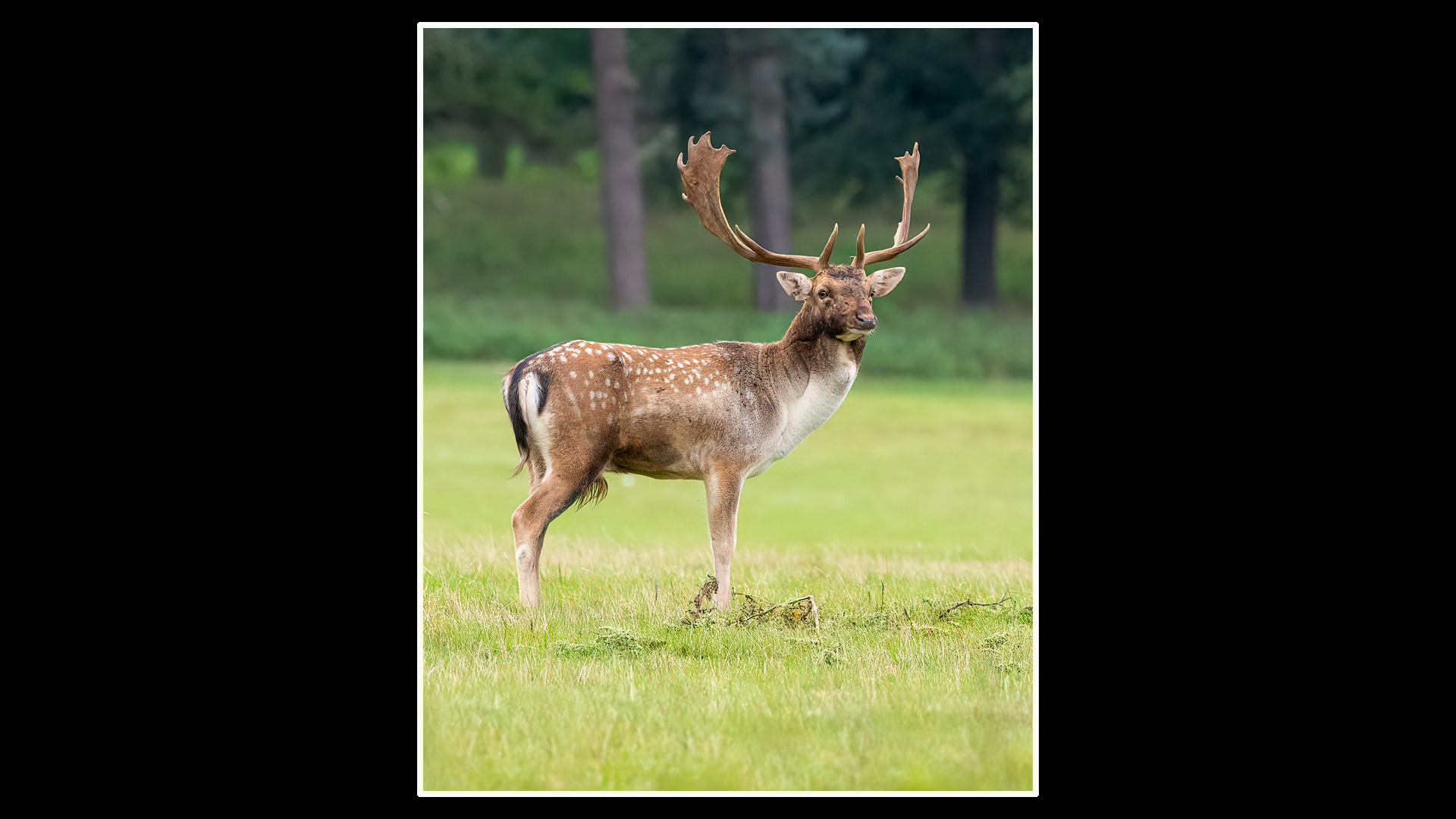 Fallow Deer
