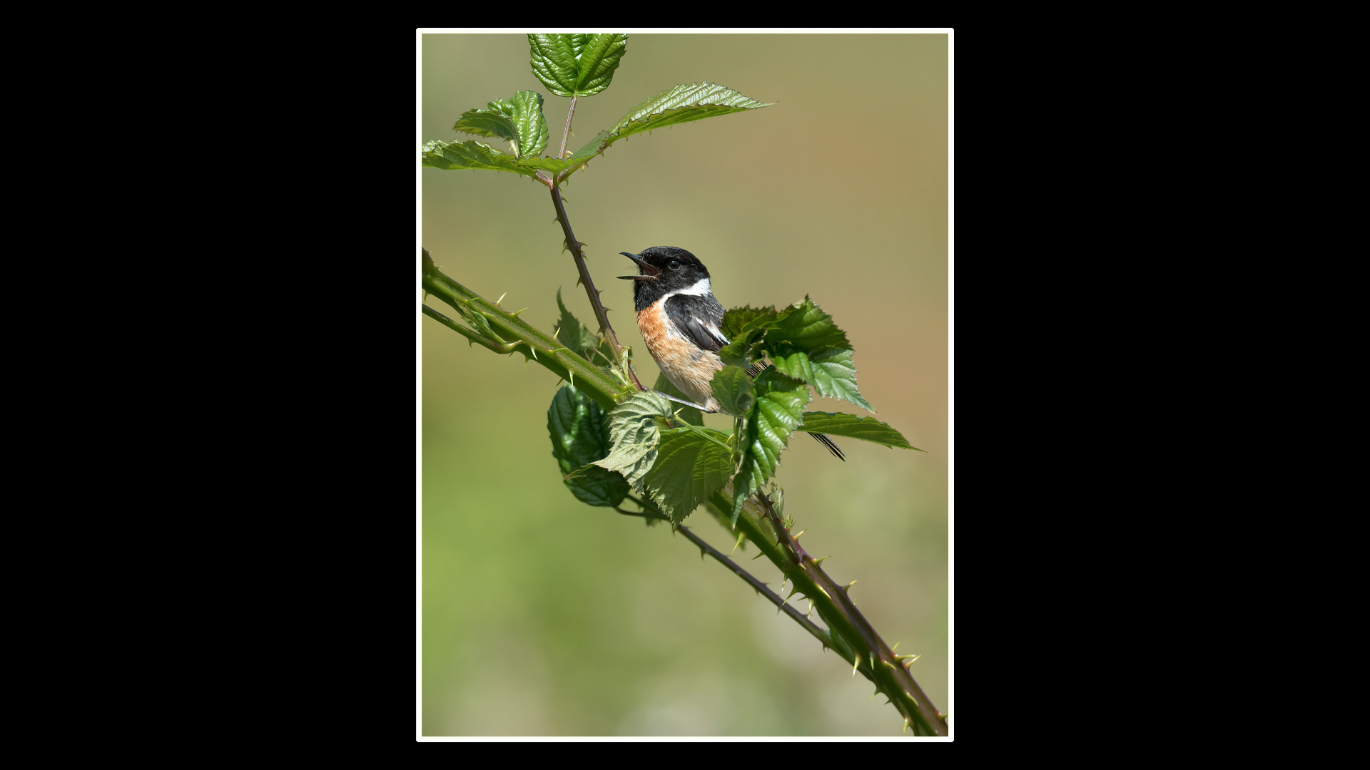 Stonechat (M)