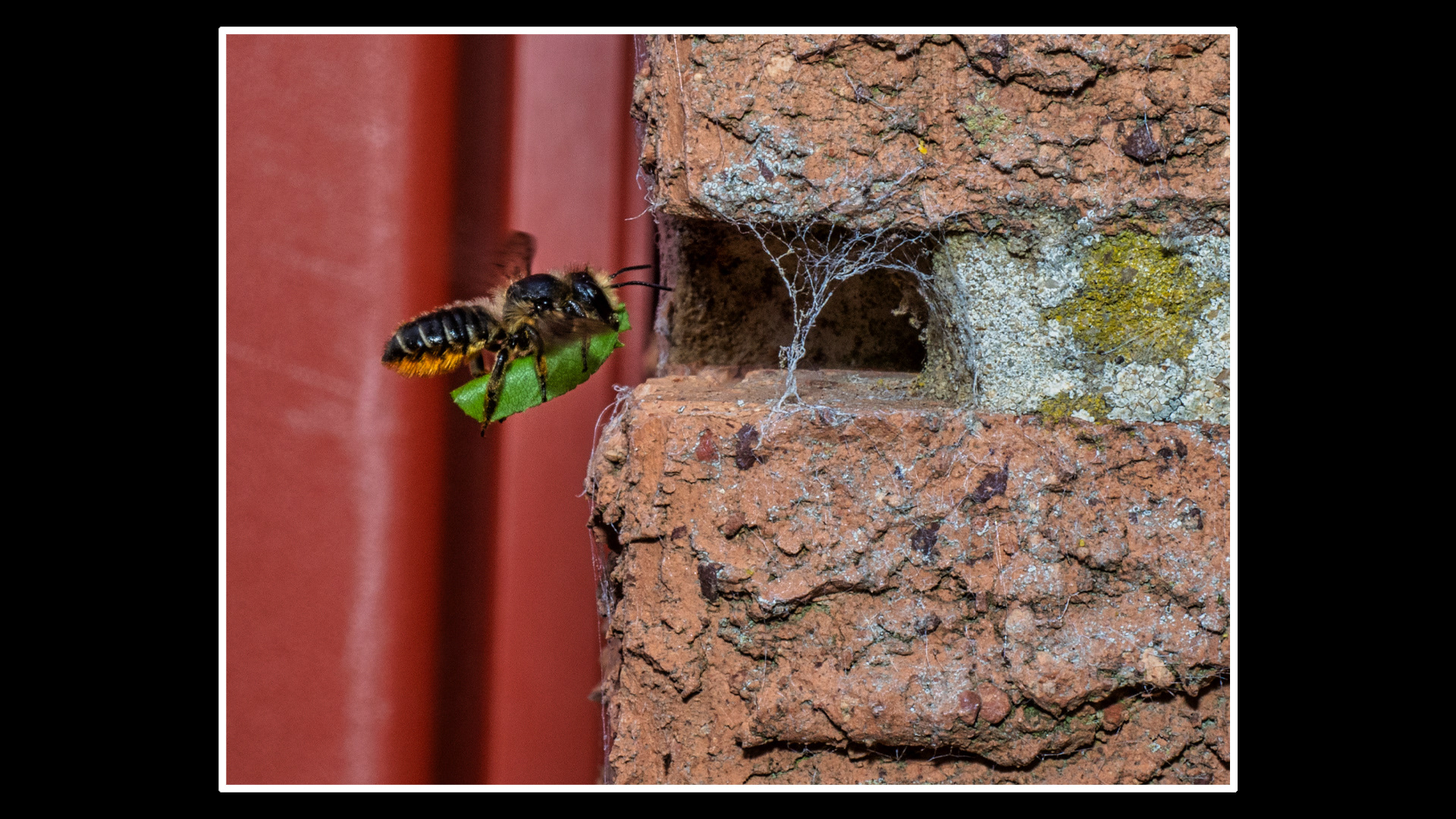 Leaf Cutter Bee