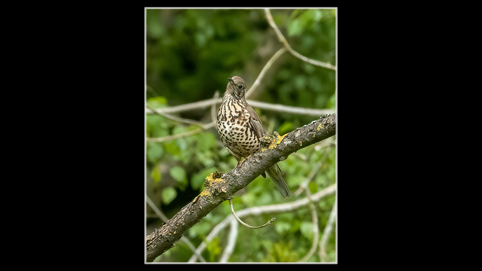 Mistle Thrush