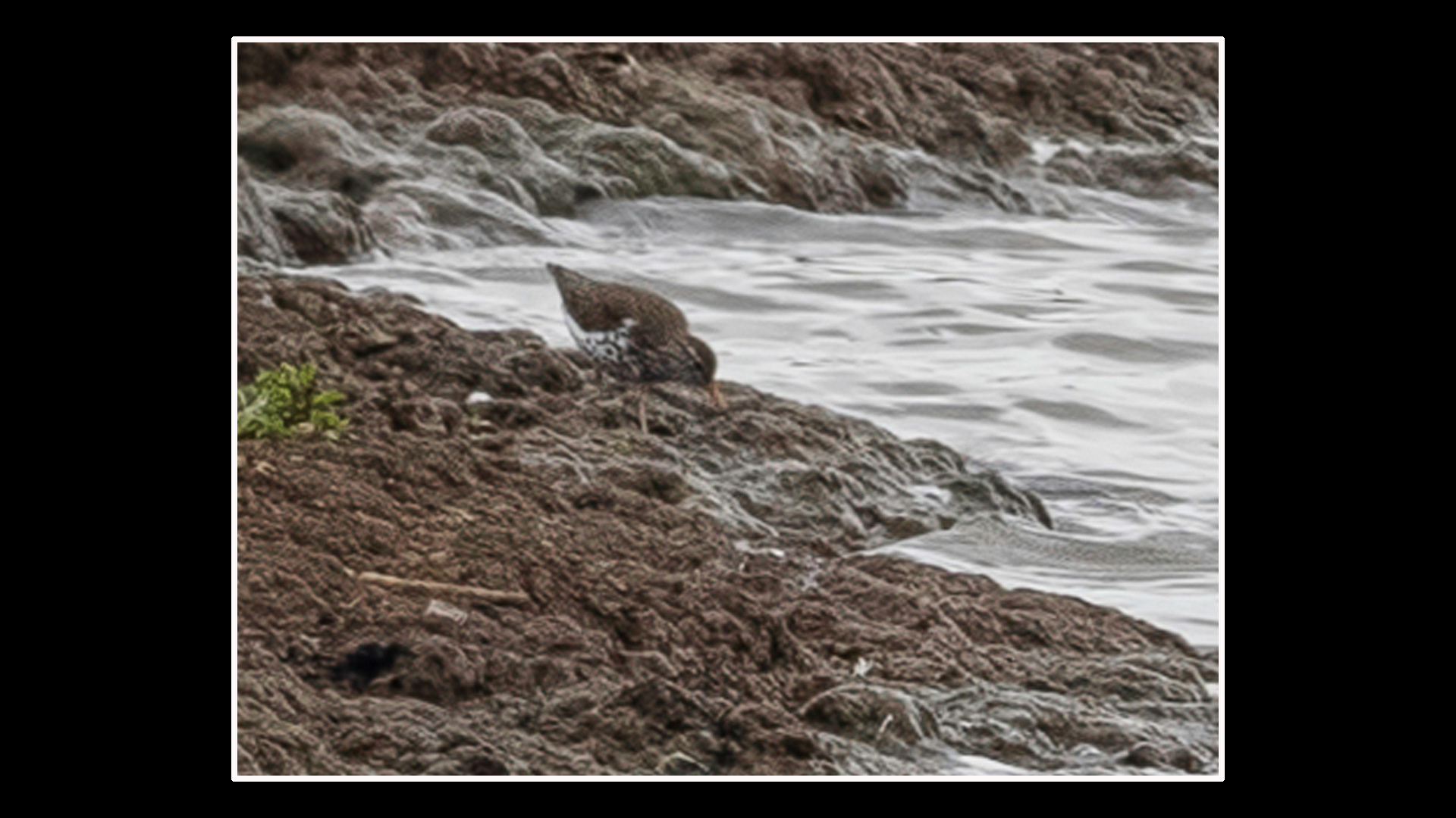 Spotted Sandpiper