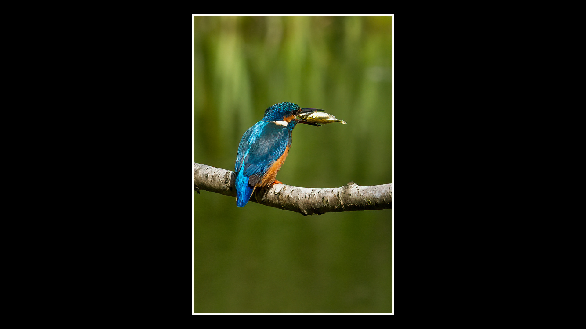 Kingfisher