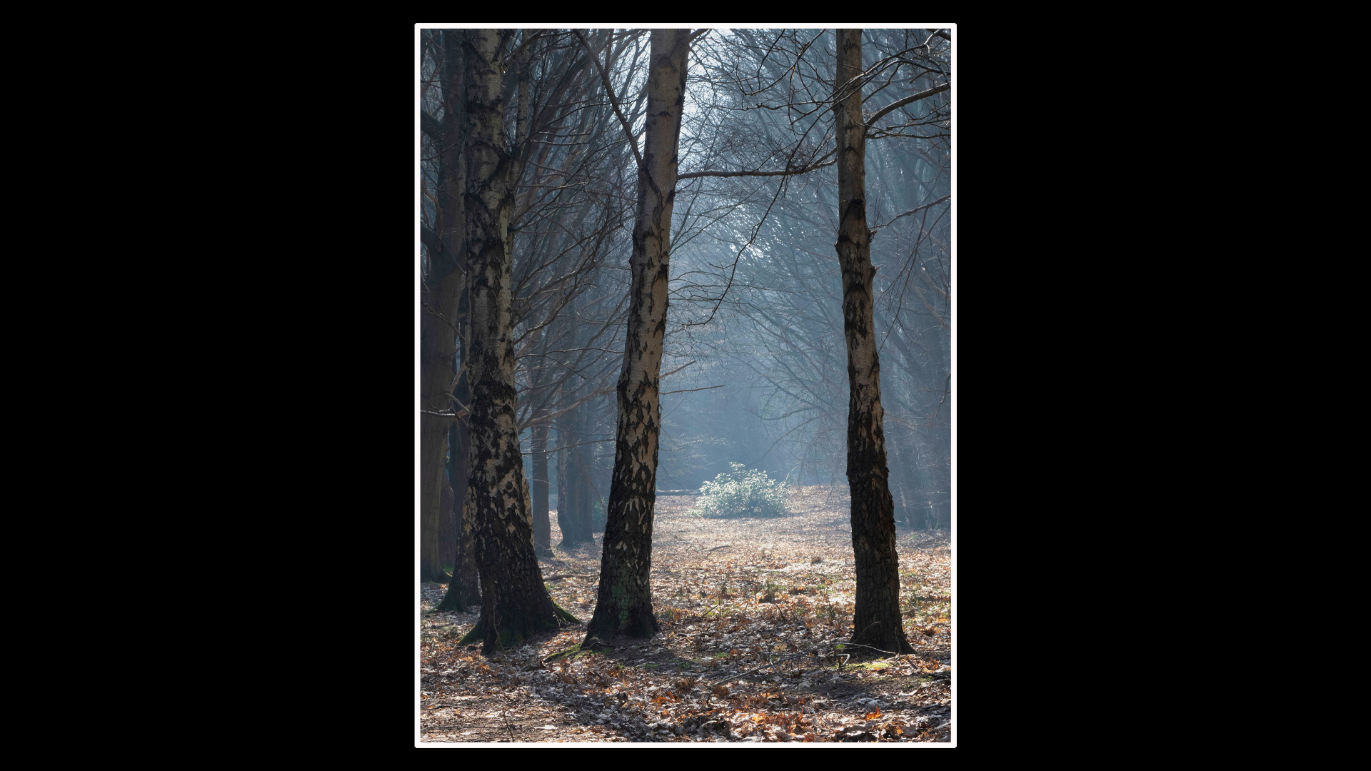 Shouldham Warren. Early morning mist drifting in the trees.