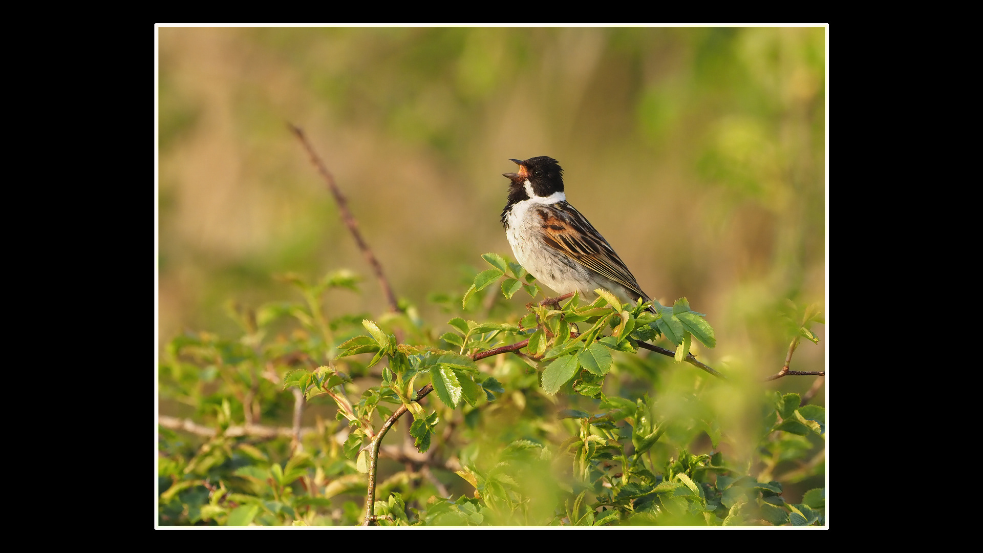 Reed Bunting (M)