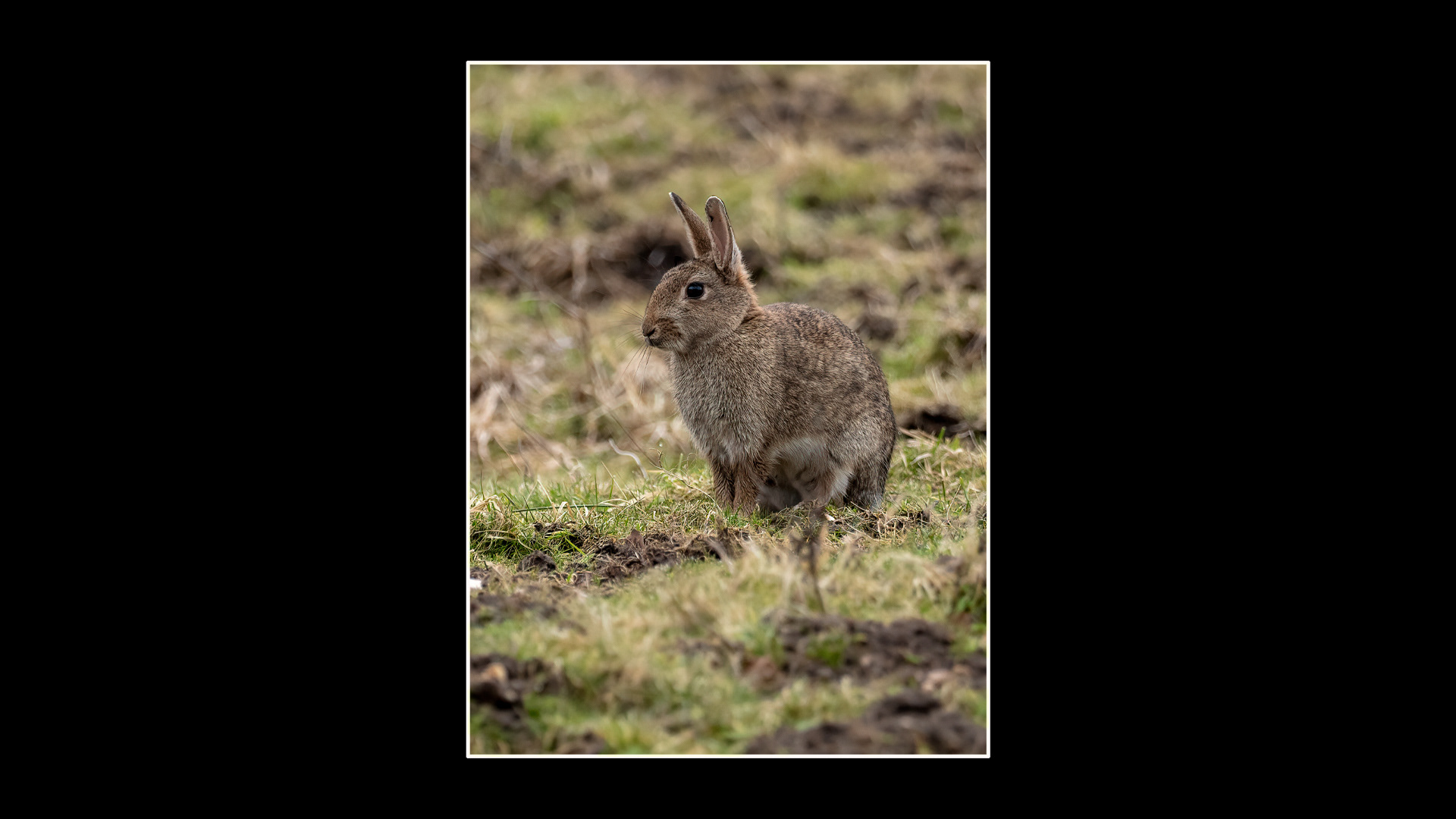 Rabbit
