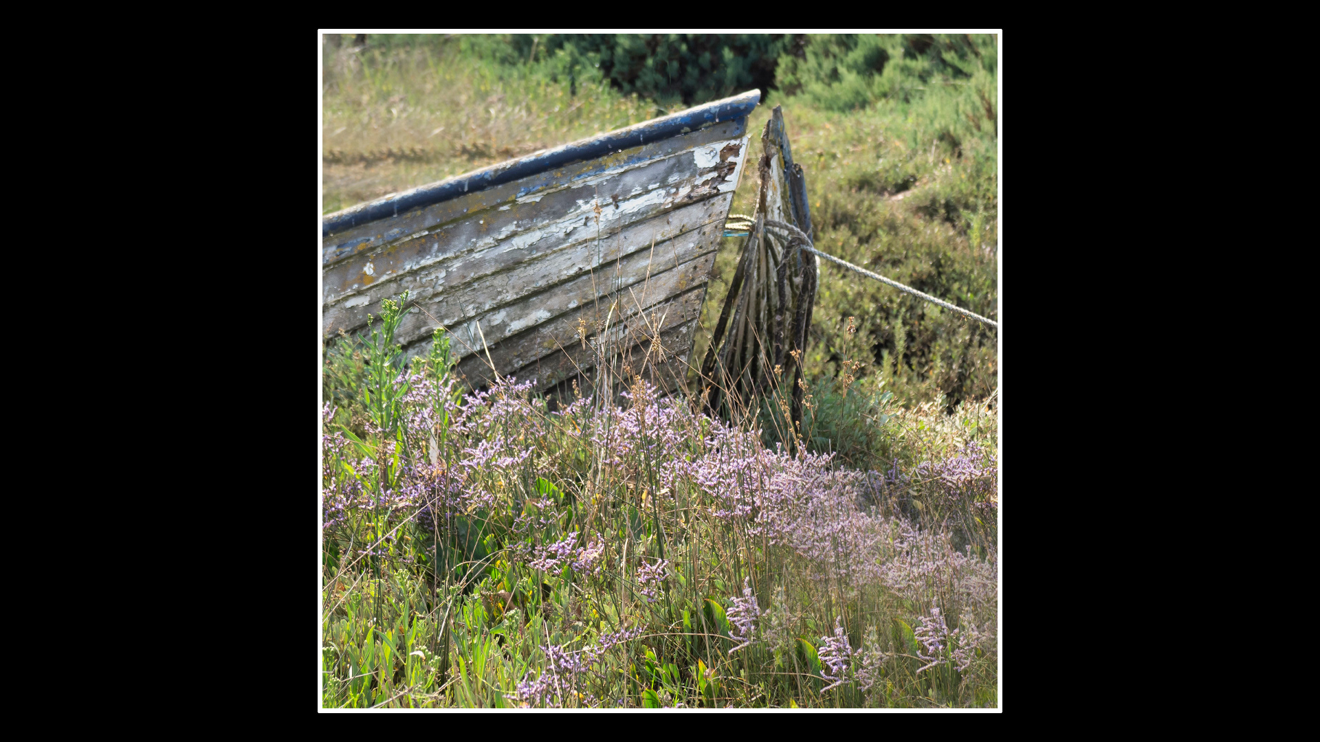Old Boat and Sea Lavender