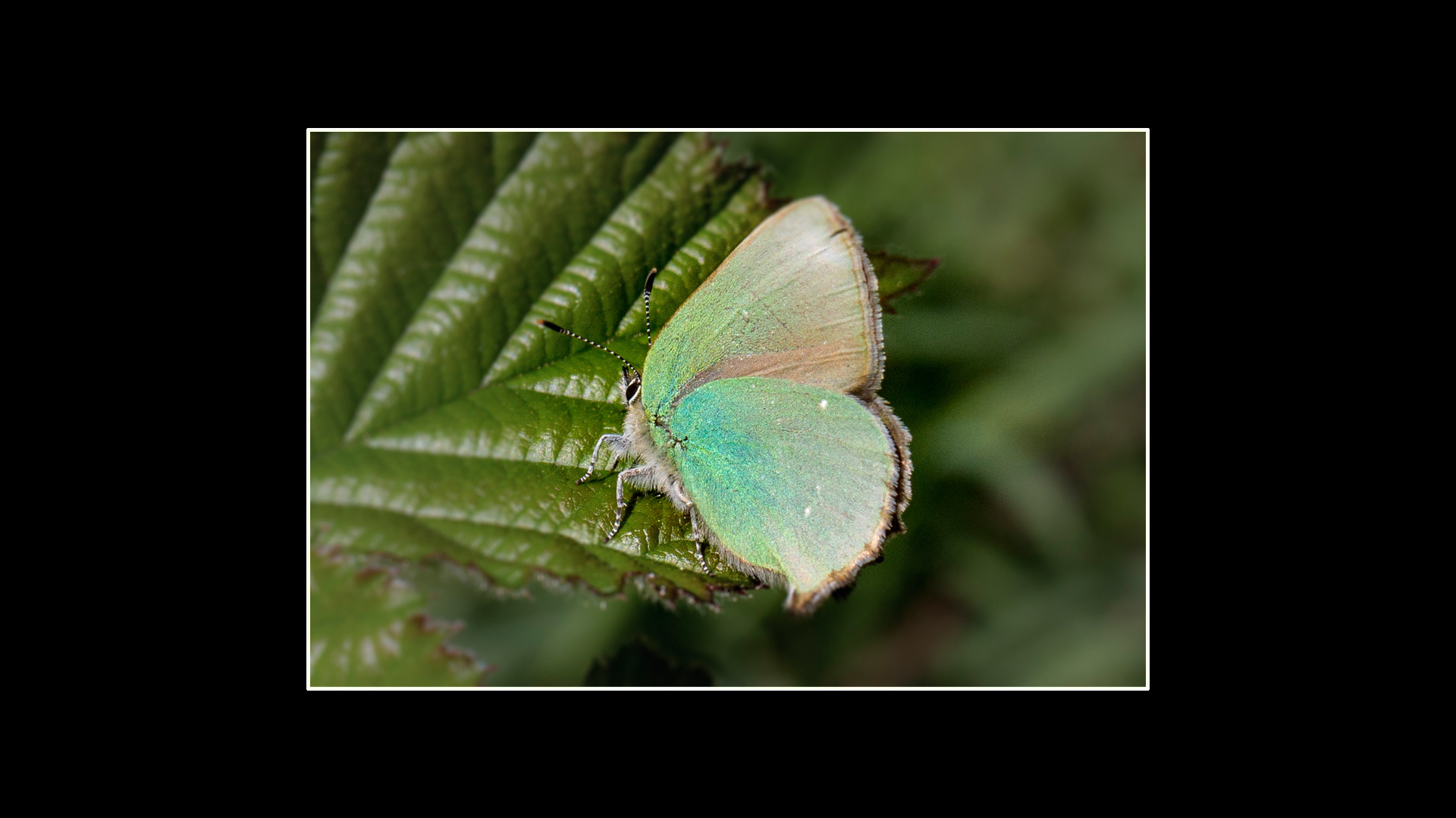 Green Hairstreak