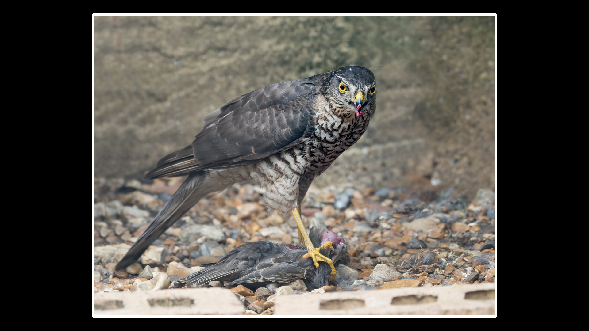 Sparrowhawk
