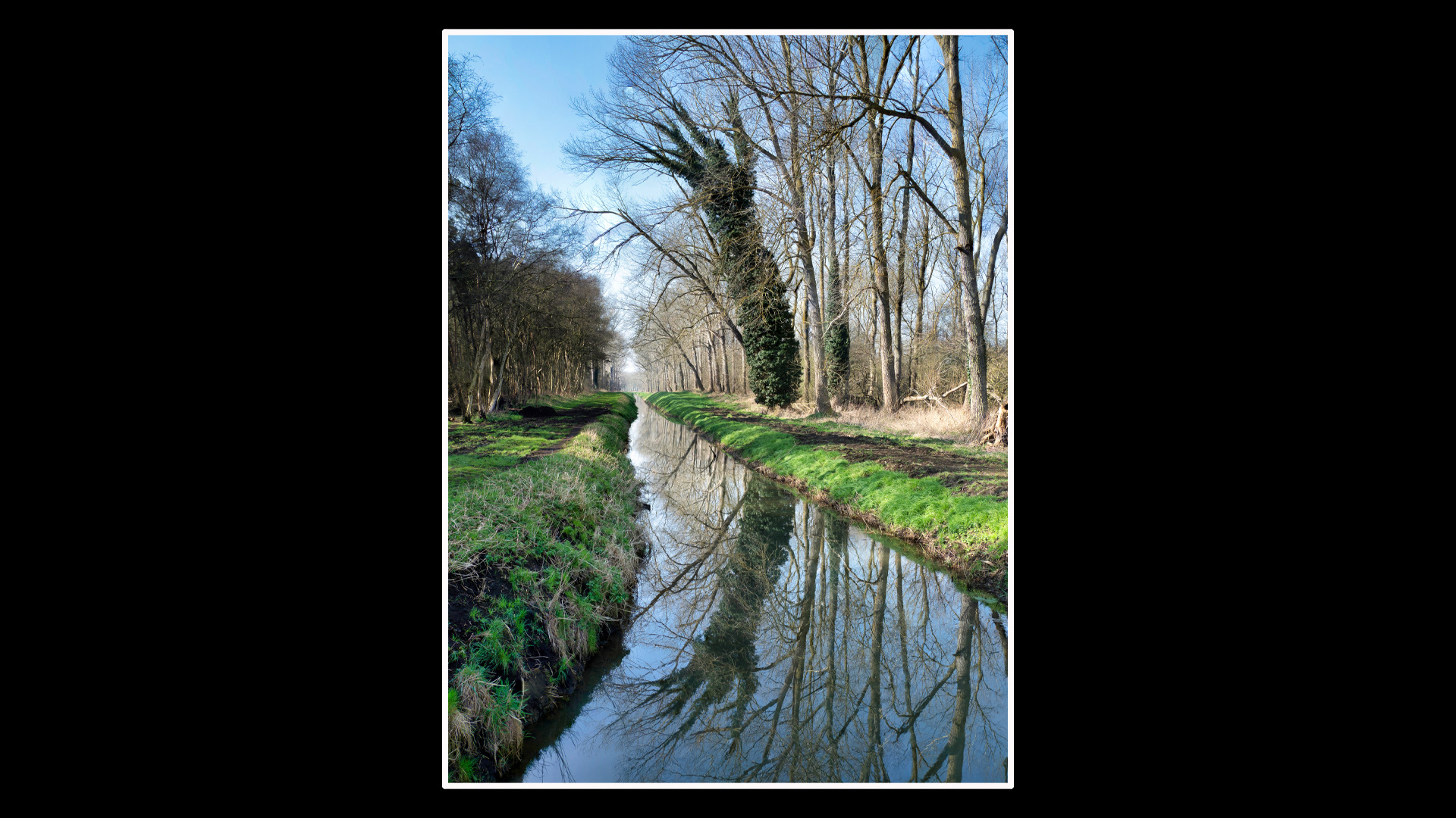 Black Drain, Shouldham