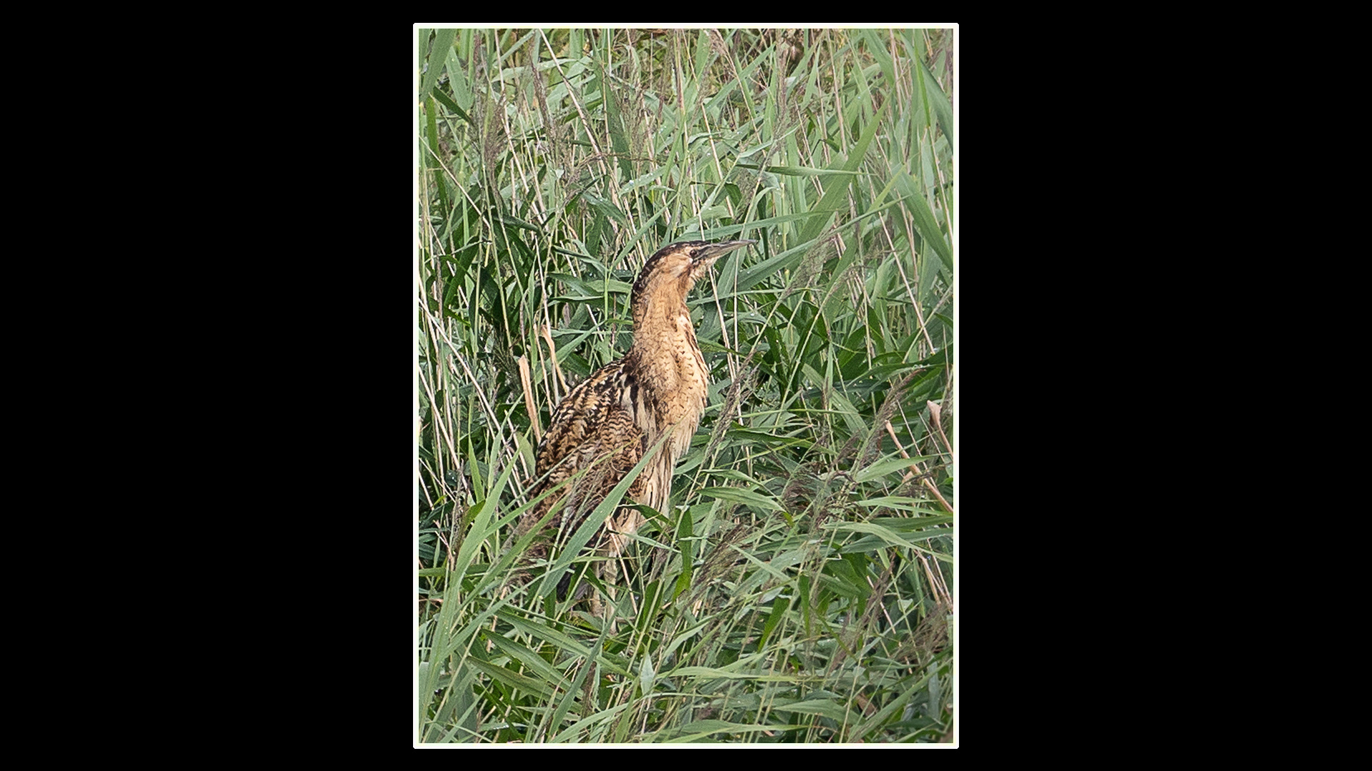 Bittern