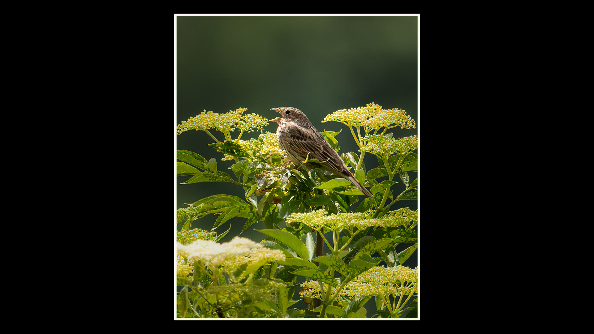 Corn Bunting