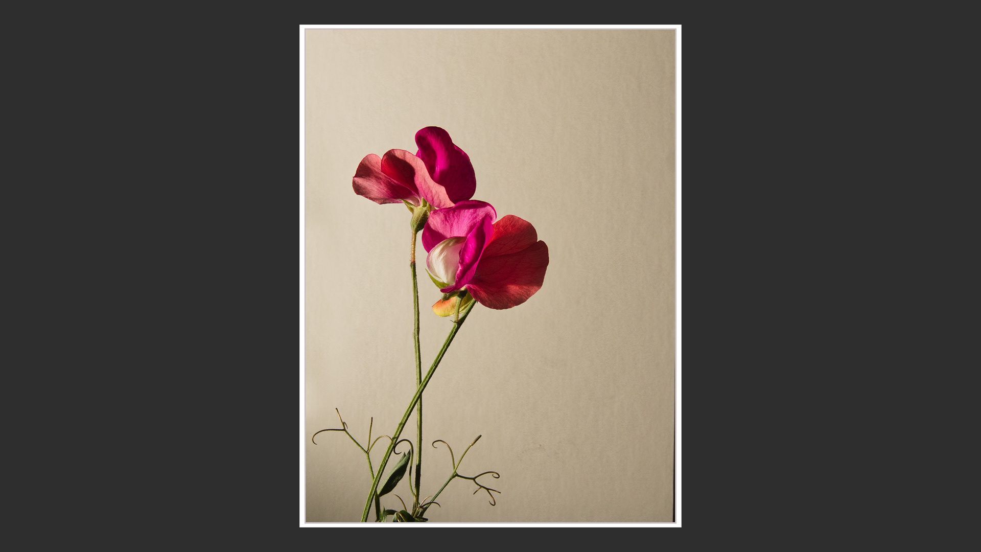 Sweet Pea
