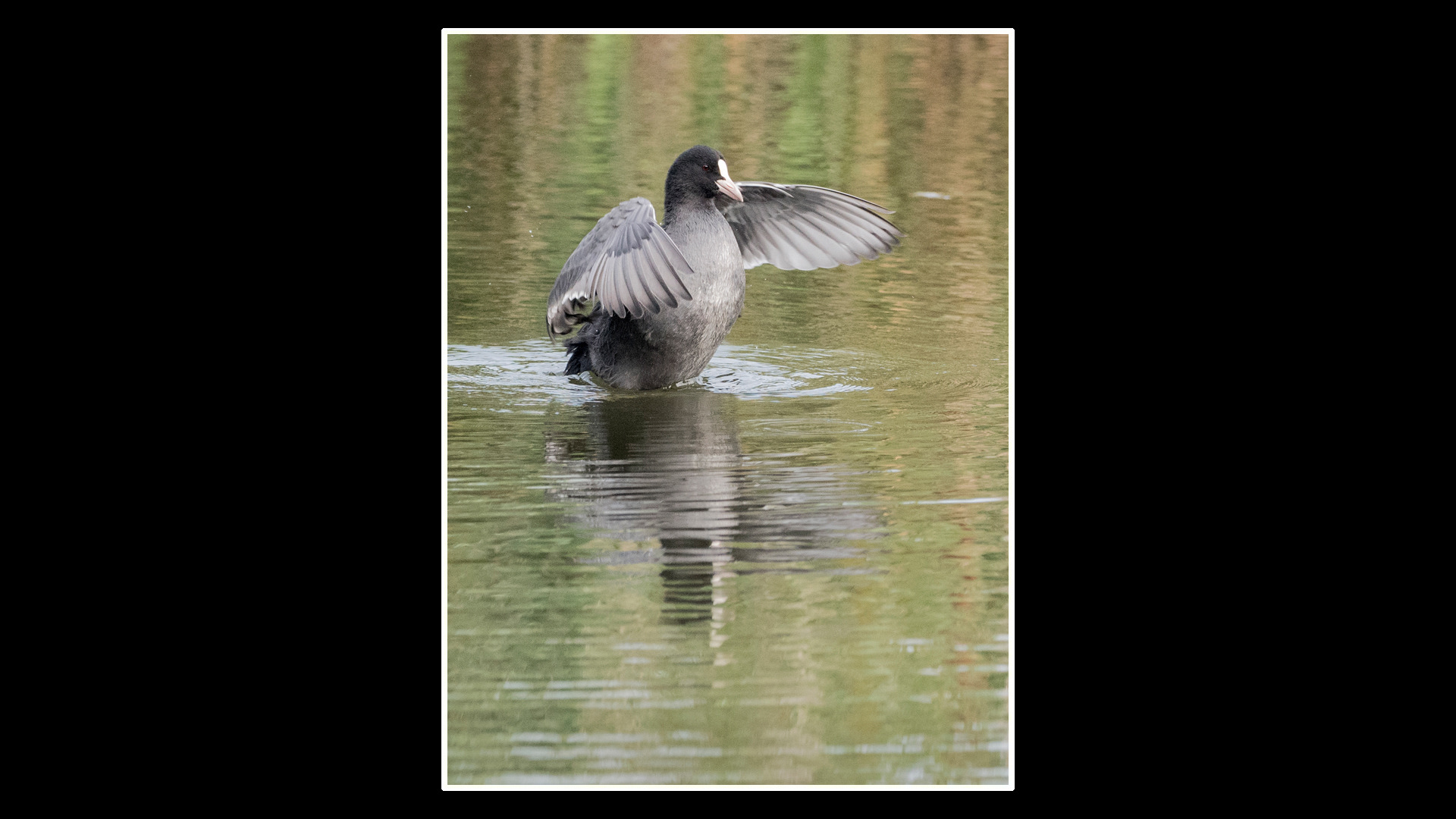 Coot