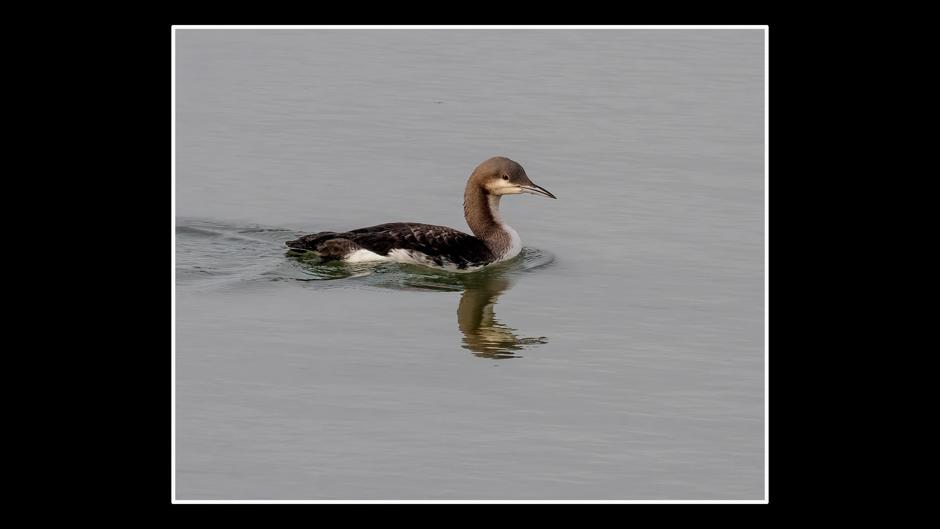 Black-throated Diver