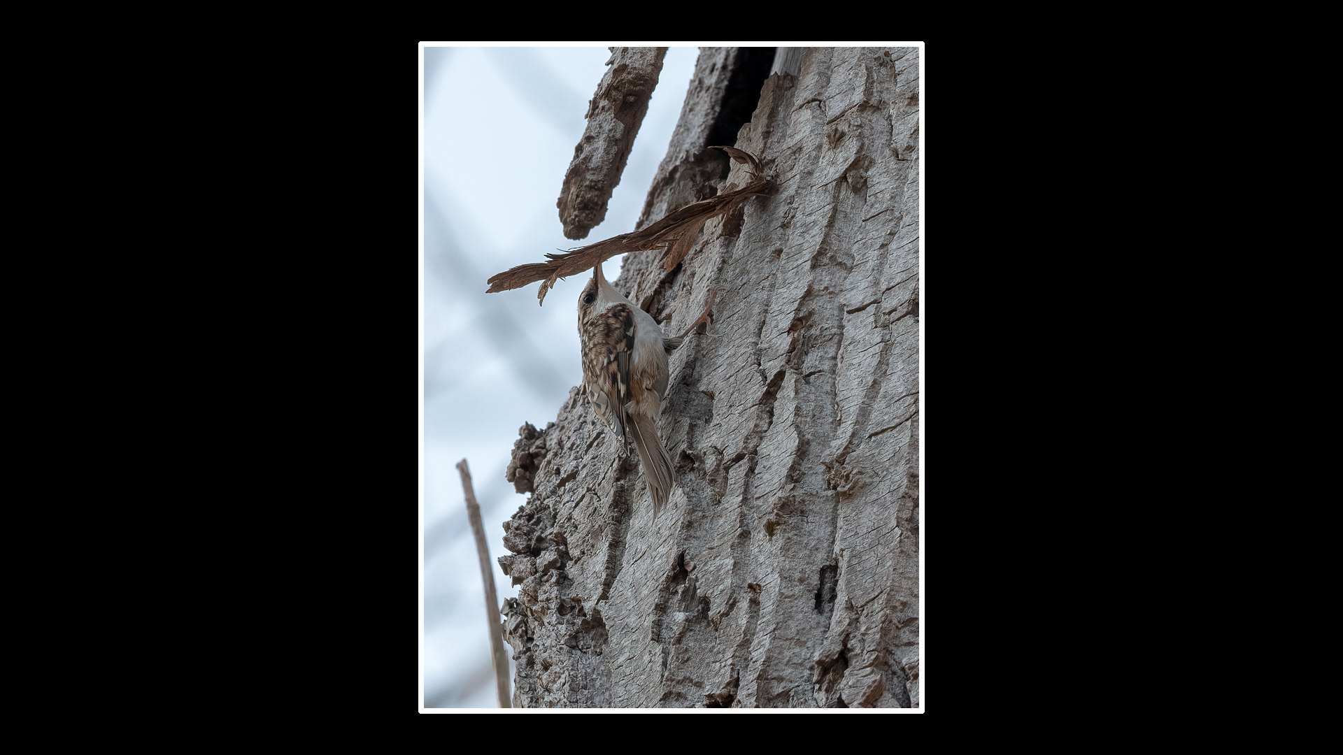 Tree Creeper