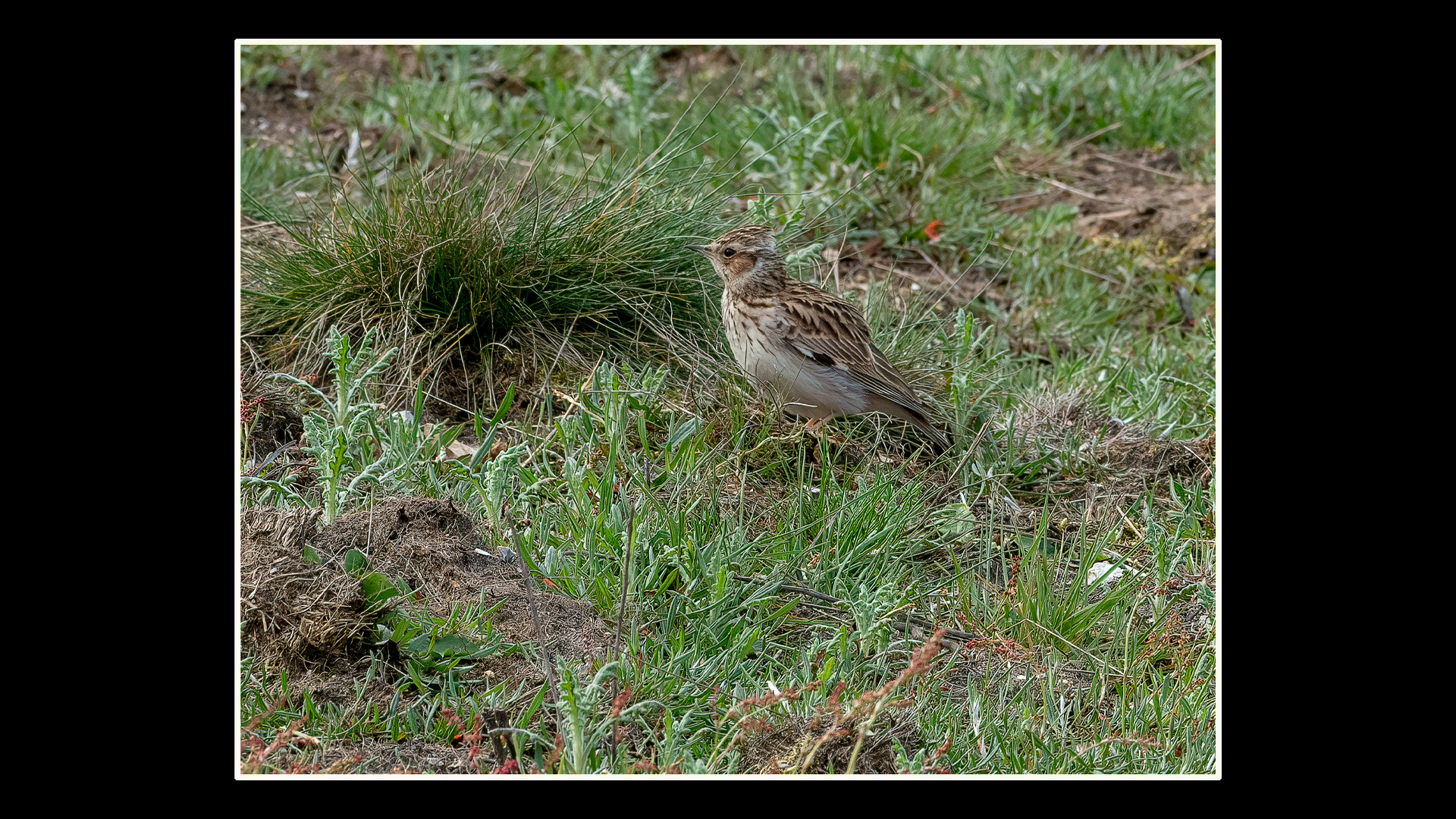 Woodlark