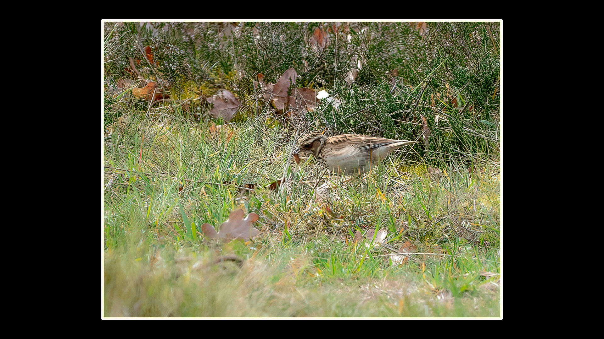 Woodlark