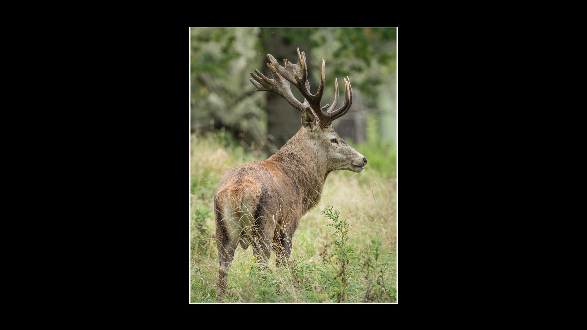 Red Deer