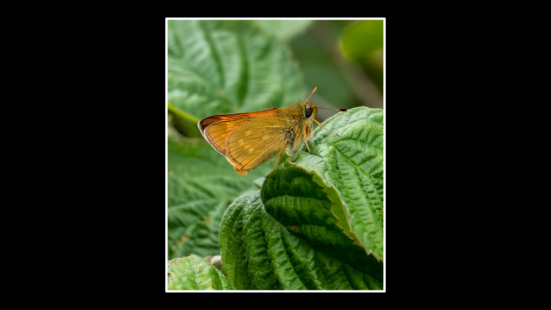 Large Skipper