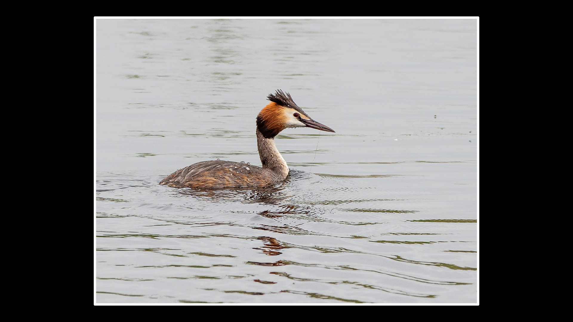 Great Crested Grebe