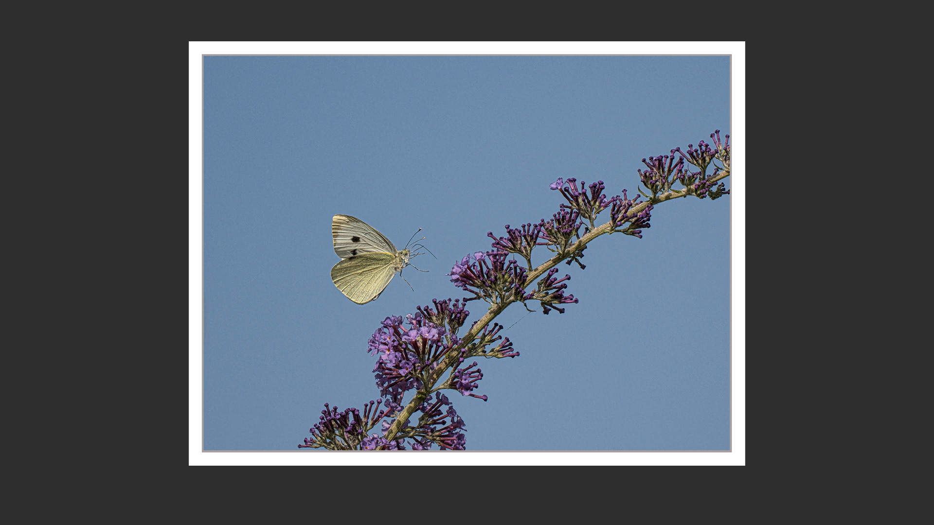 Large White in flight