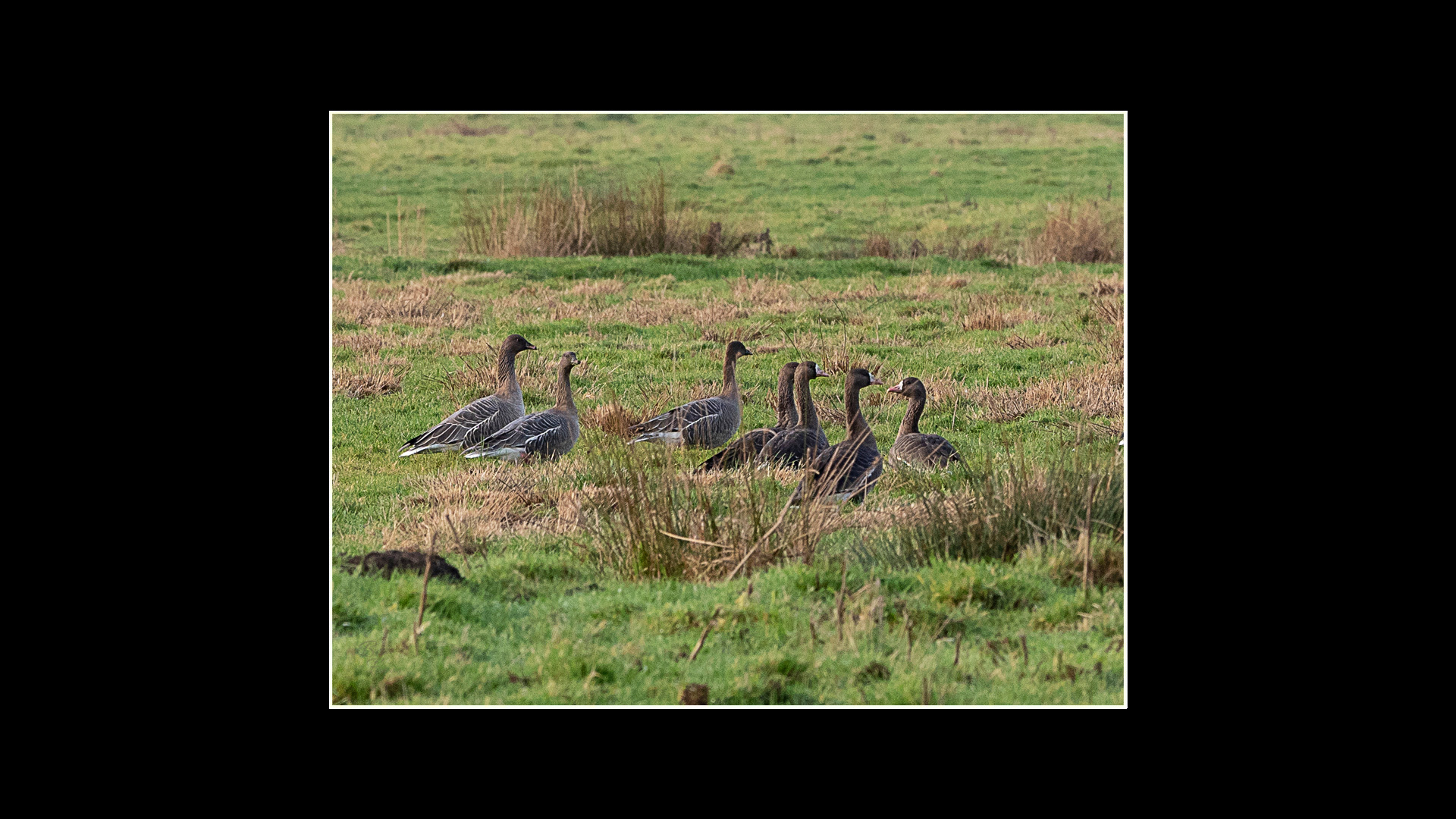White-fronted Geese