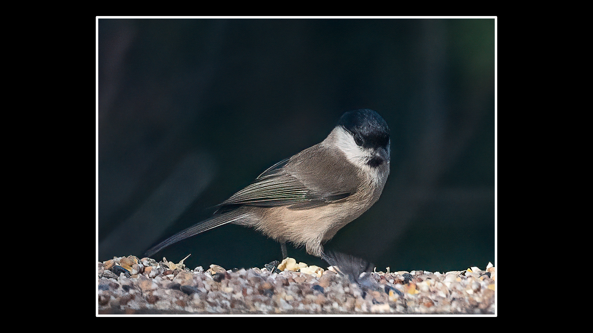Marsh Tit