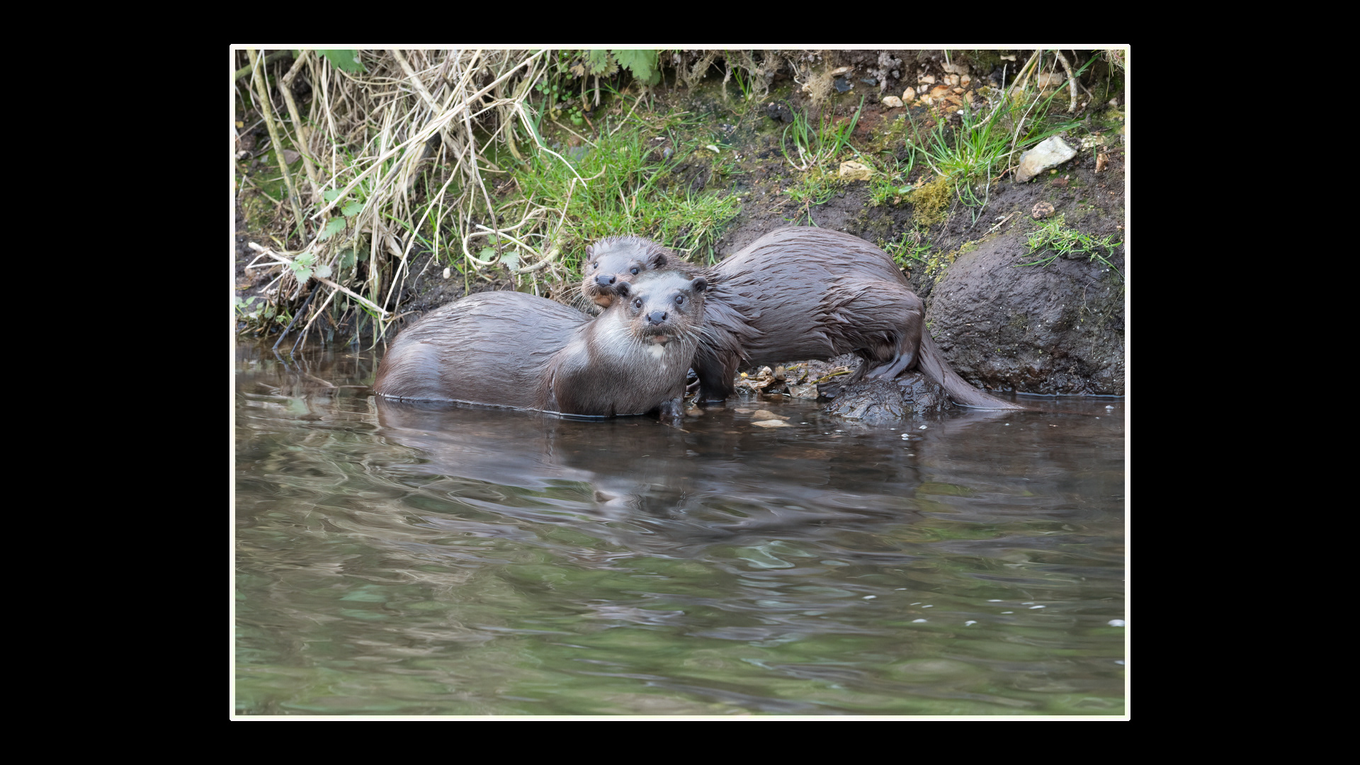 Otter