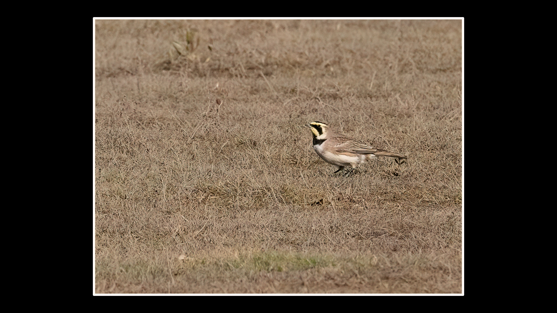 Shorelark
