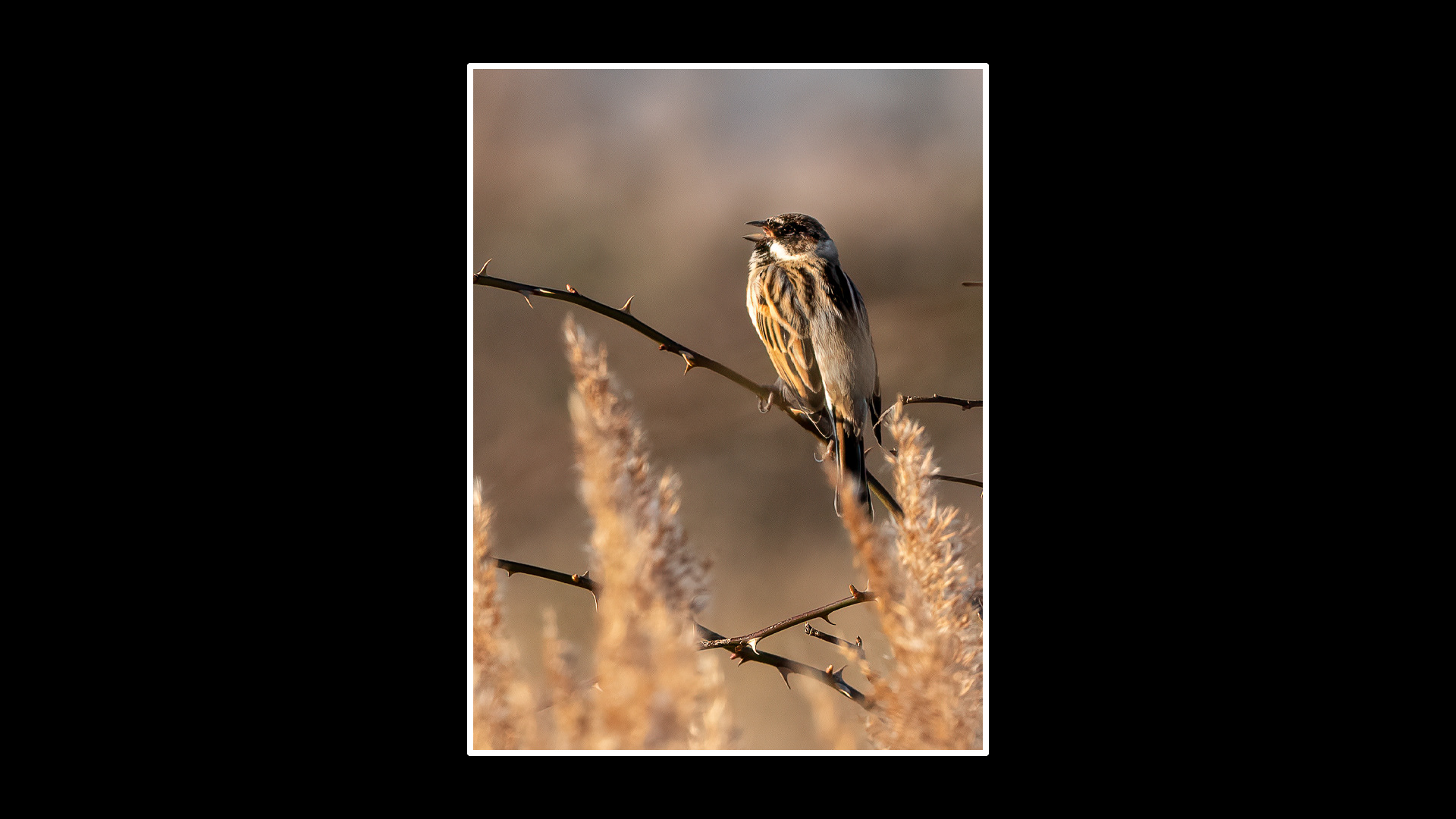 Reed Bunting (M)
