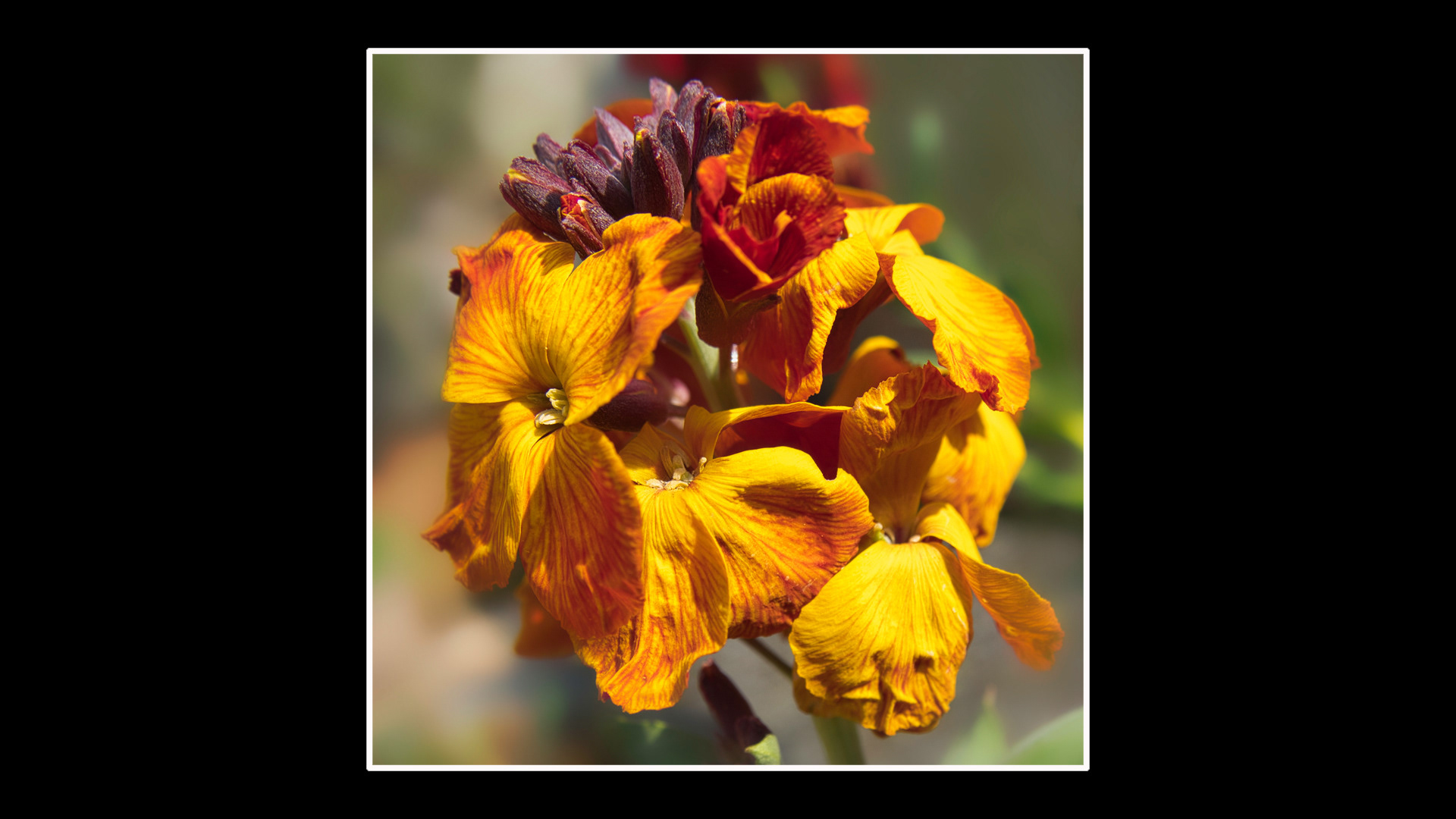 Wallflower