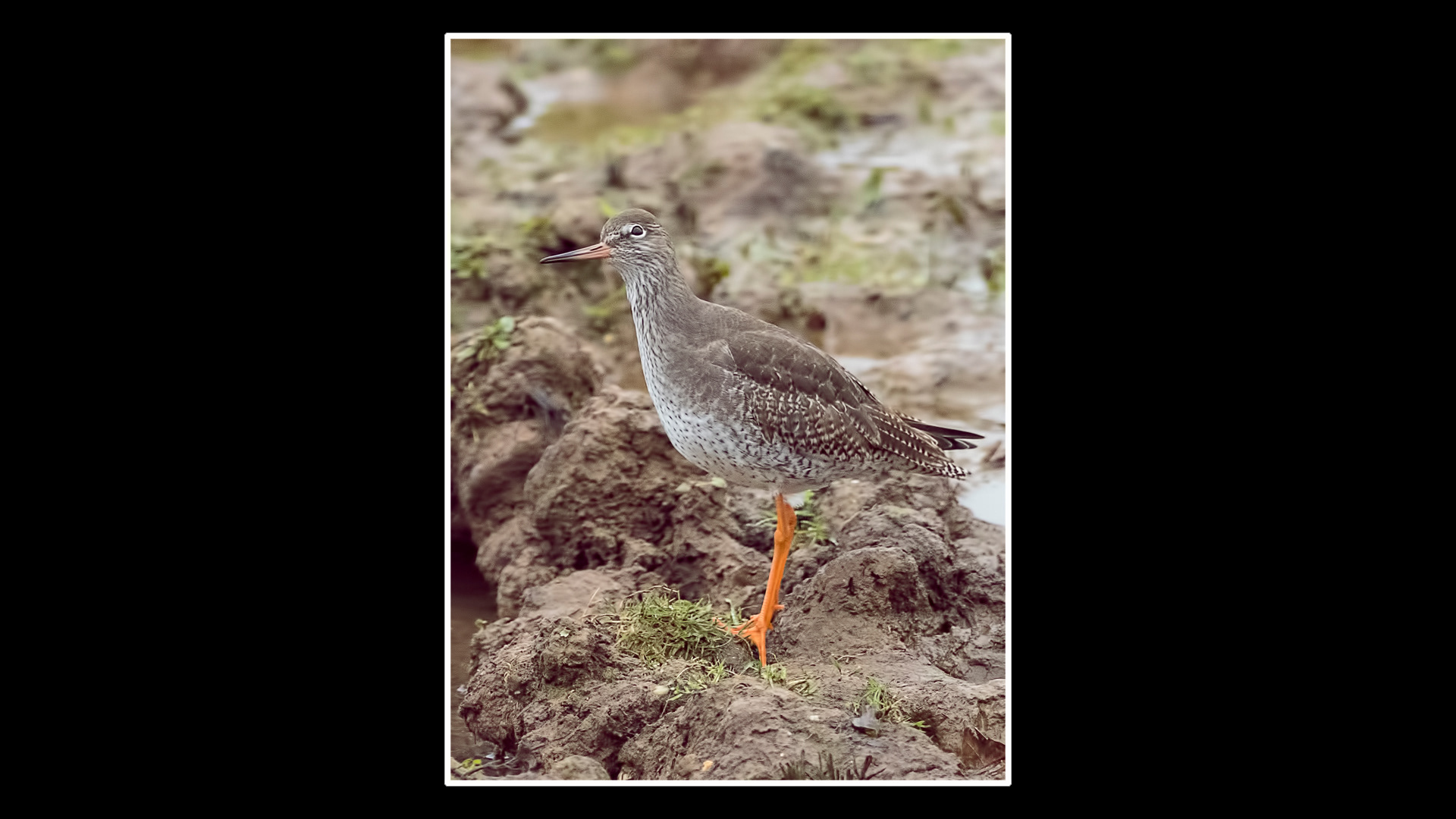 Redshank