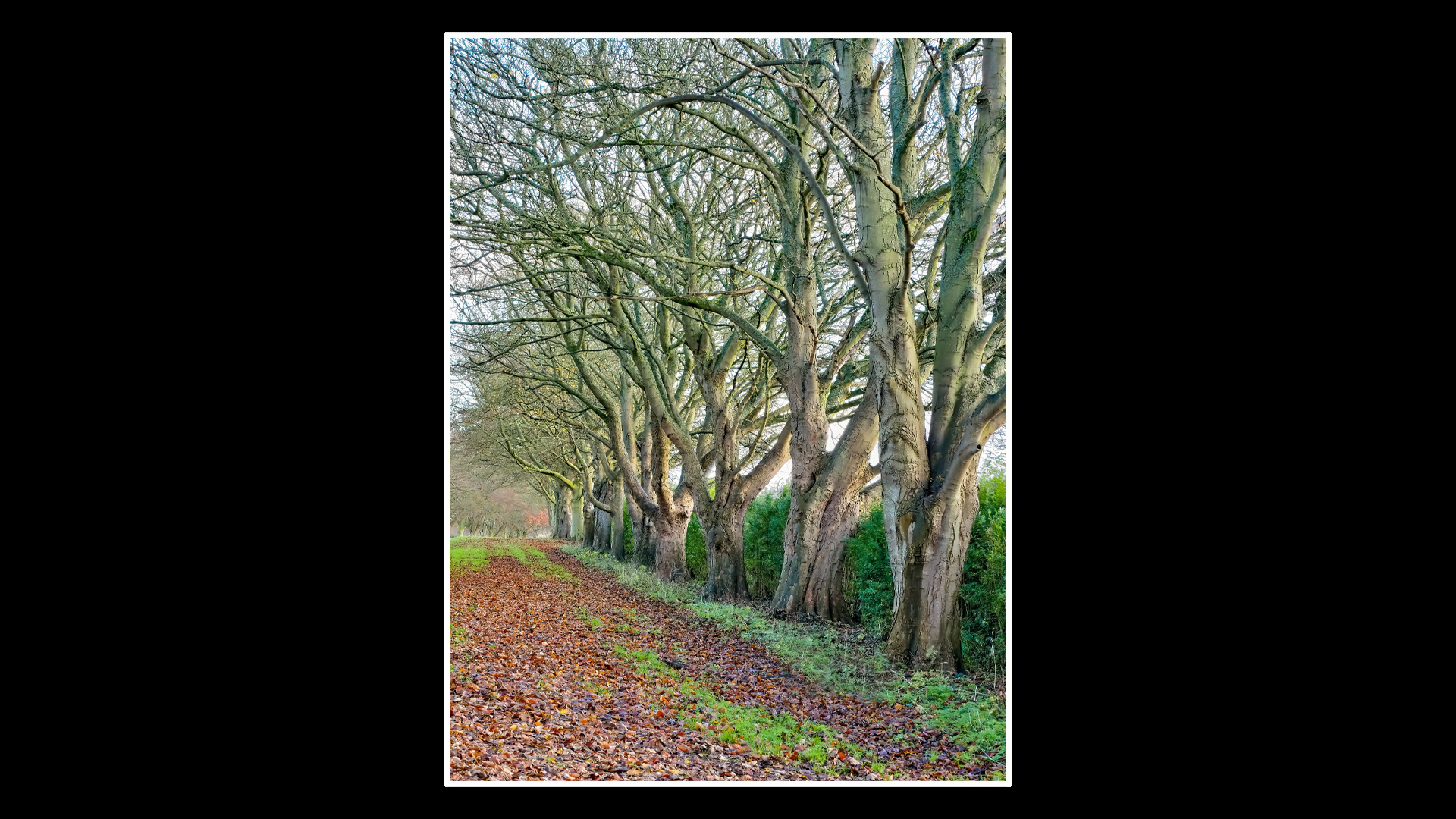 Sandringham, King's Avenue
