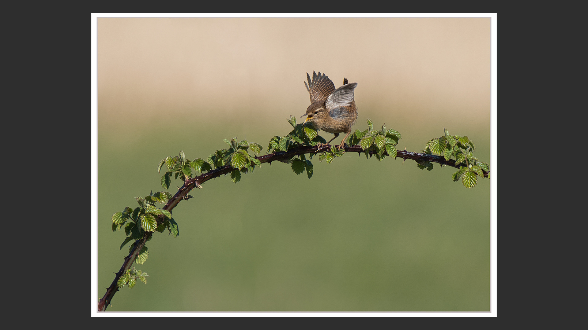 Wren
