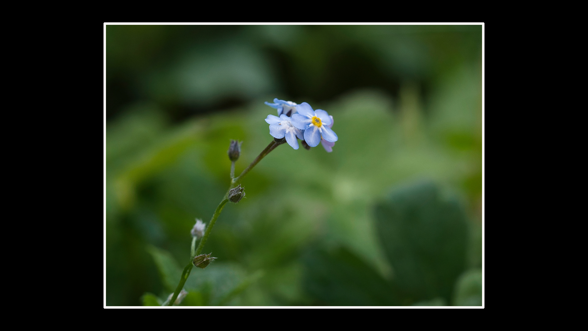 Forget Me Not