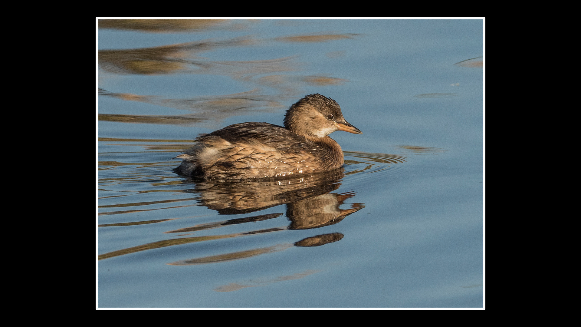 Little Grebe