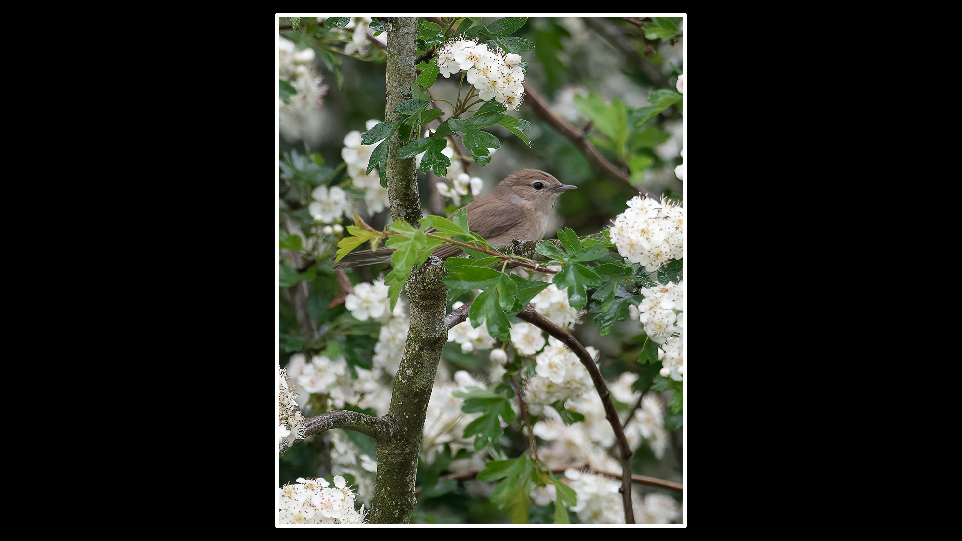 Garden Warbler