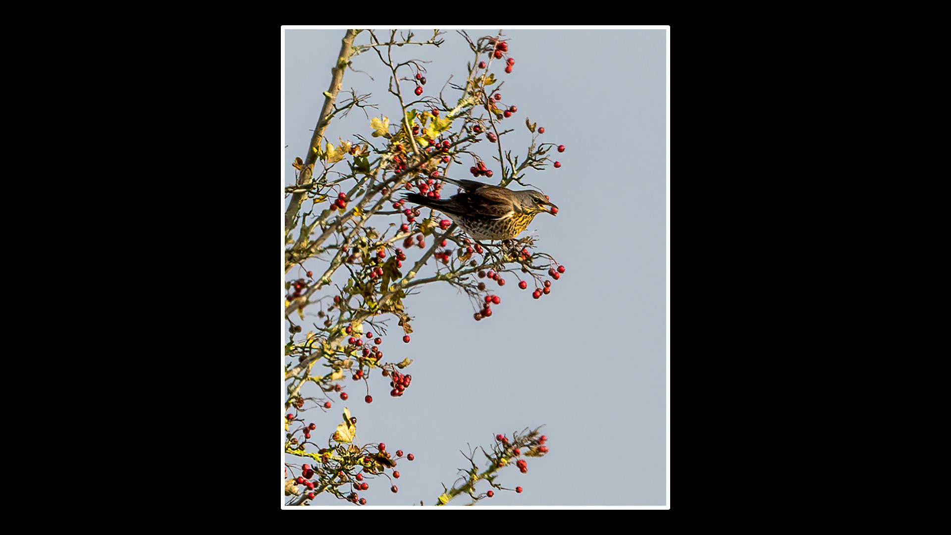 Fieldfare