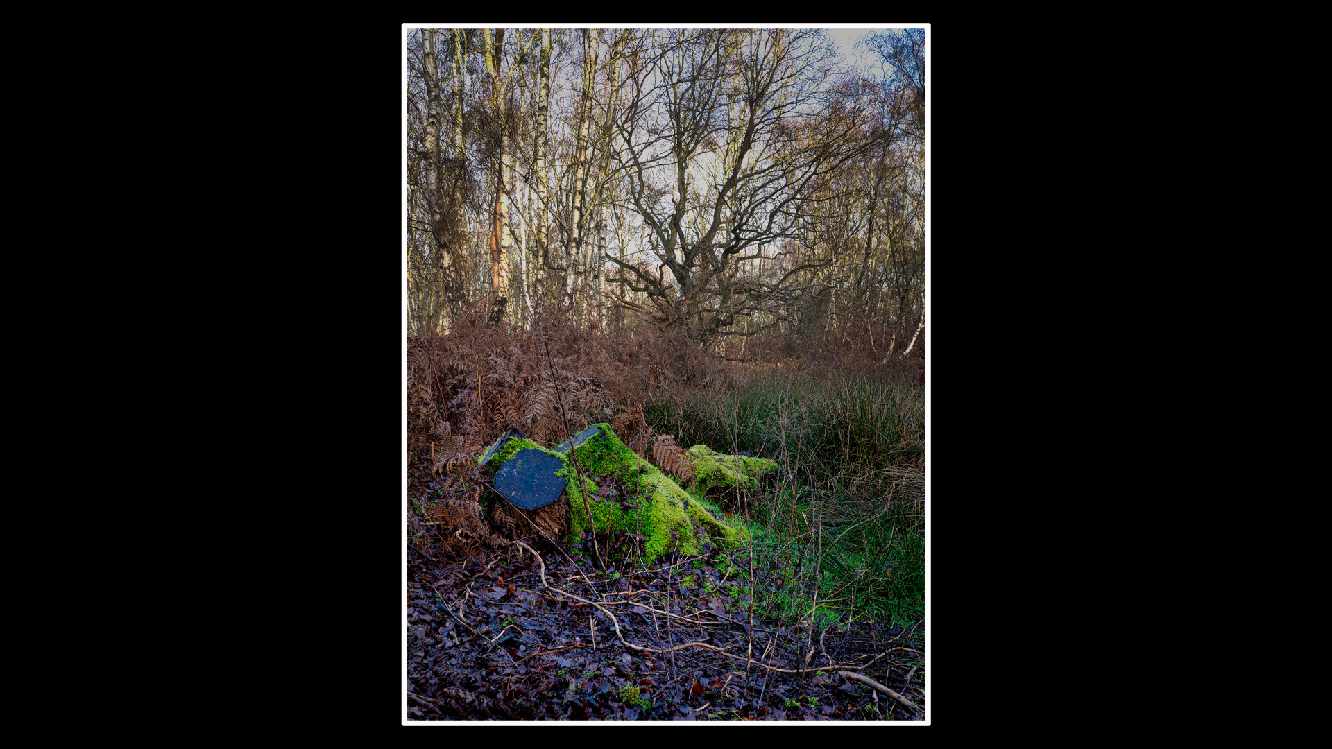 Dersingham Common