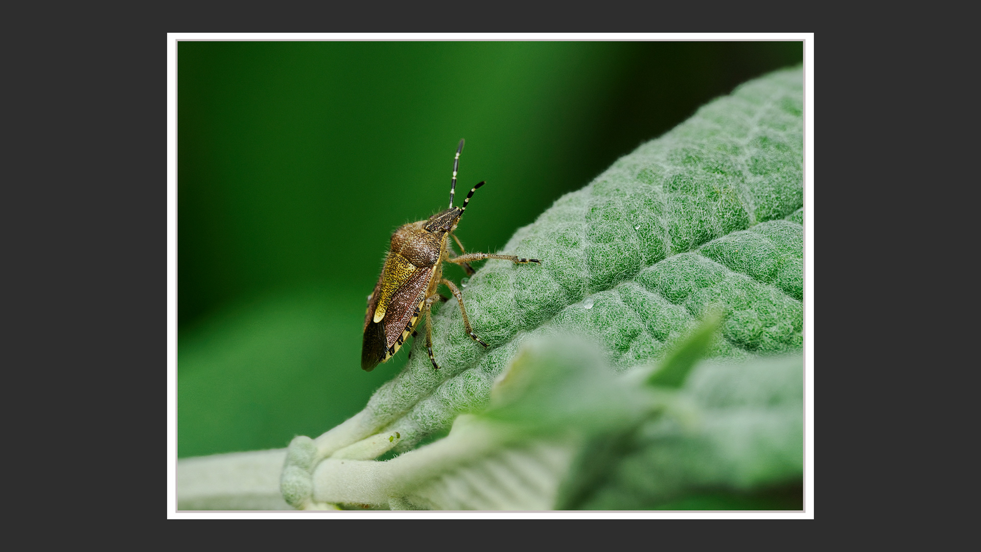 Shield Bug