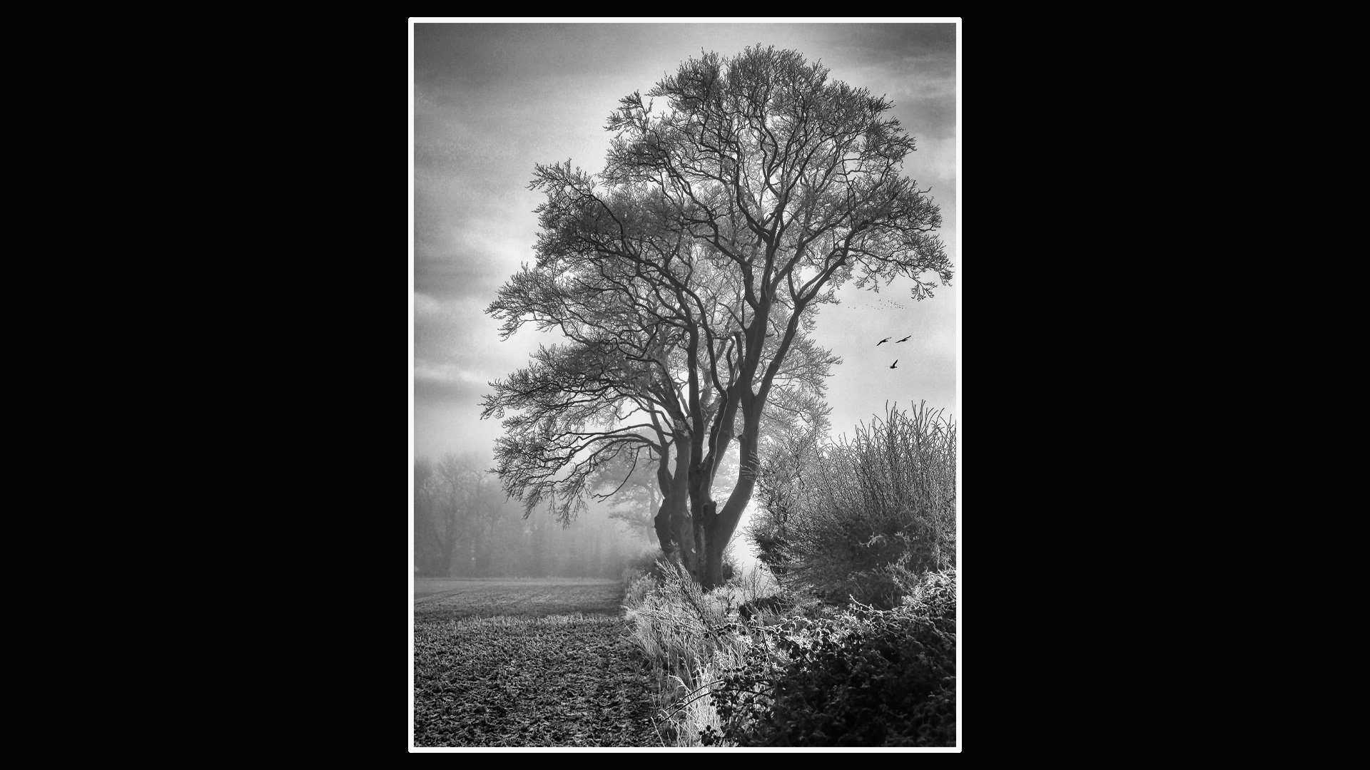 Early Frost