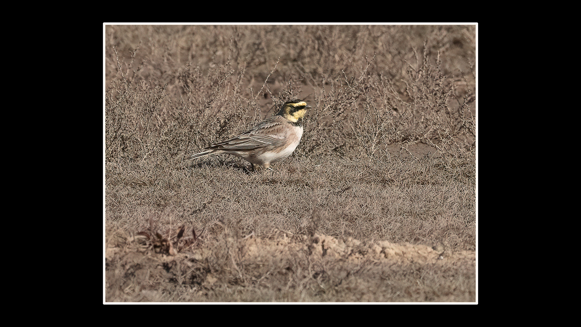 Shorelark