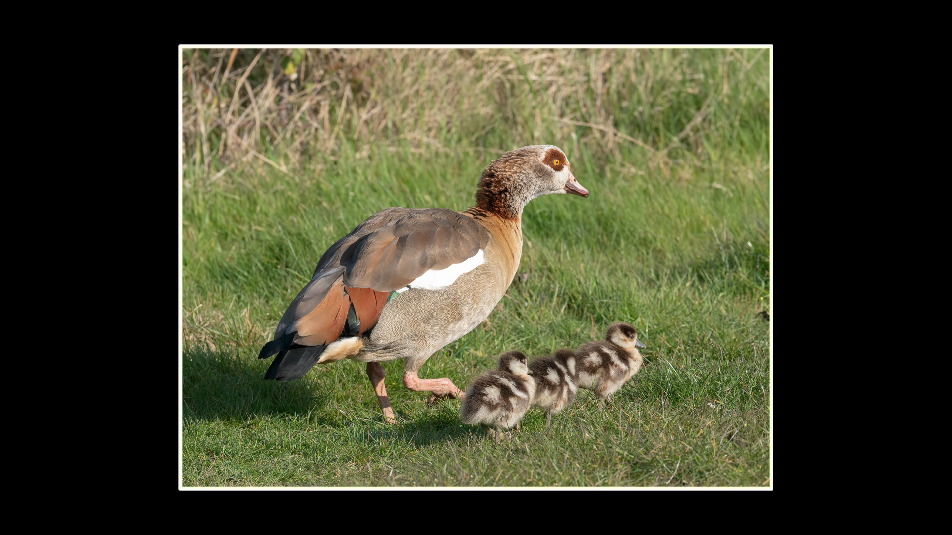 Egyptian Goose
