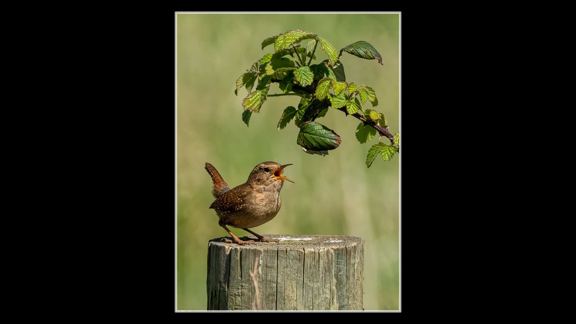 Wren