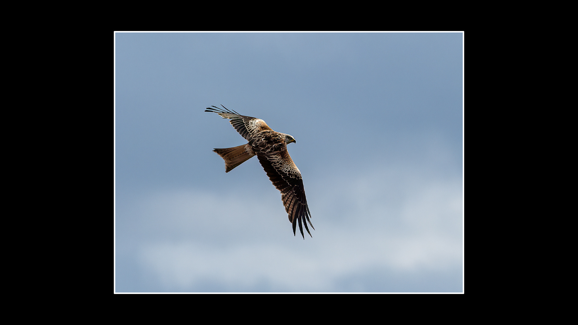 Red Kite
